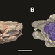 Illustration for article titled Reptile Fossil Solves Mystery of How Snakes Lost Their Legs
